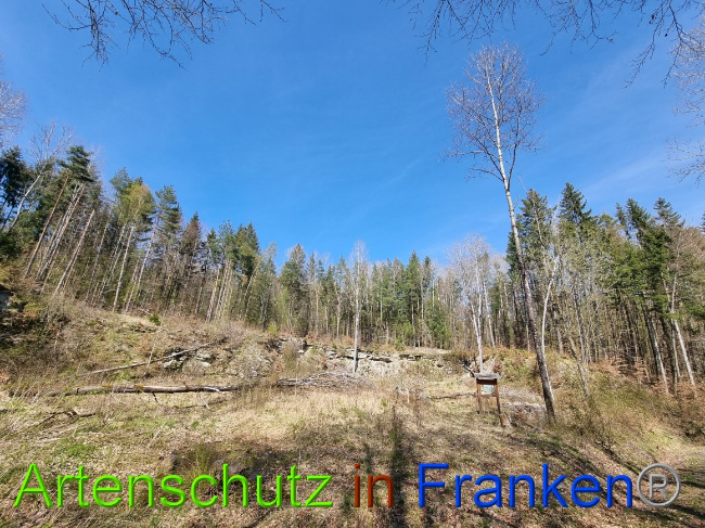 © Artenschutz in Franken® Bild zum Eintrag (1066912-160)