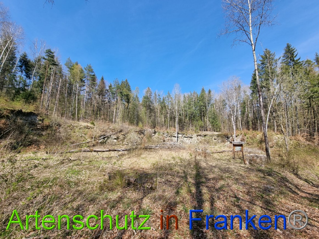 © Artenschutz in Franken® Bild zum Eintrag (1066913-160)