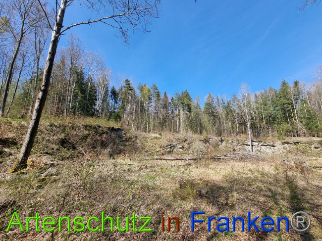 © Artenschutz in Franken® Bild zum Eintrag (1066914-160)