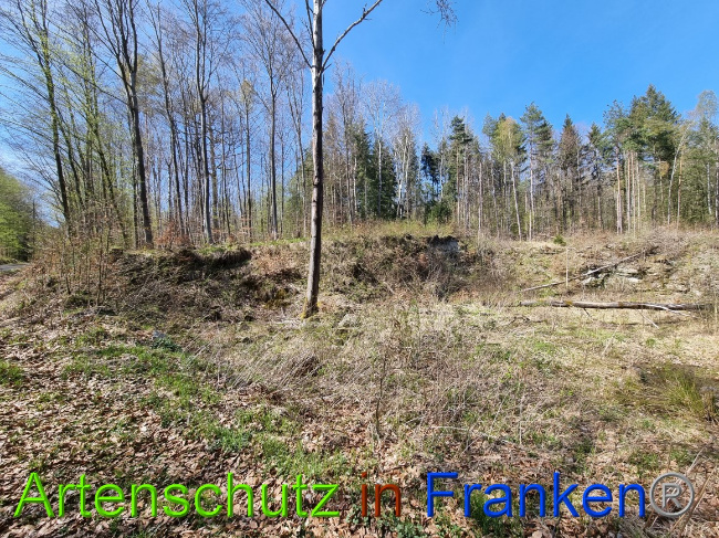© Artenschutz in Franken® Bild zum Eintrag (1066915-160)