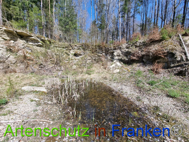 © Artenschutz in Franken® Bild zum Eintrag (1066917-160)