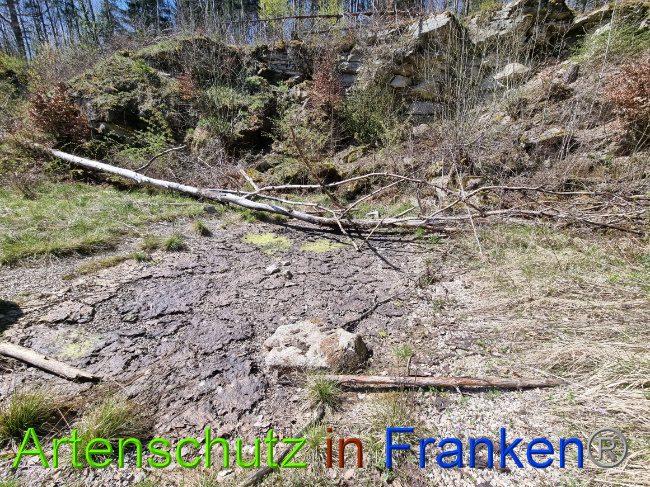 © Artenschutz in Franken® Bild zum Eintrag (1066918-160)