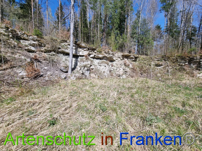 © Artenschutz in Franken® Bild zum Eintrag (1066920-160)