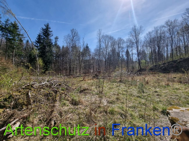 © Artenschutz in Franken® Bild zum Eintrag (1066921-160)