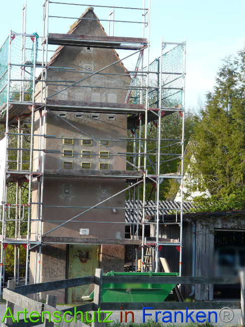 © Artenschutz in Franken® / Oberschmidt Bild zum Eintrag (1067008-160)