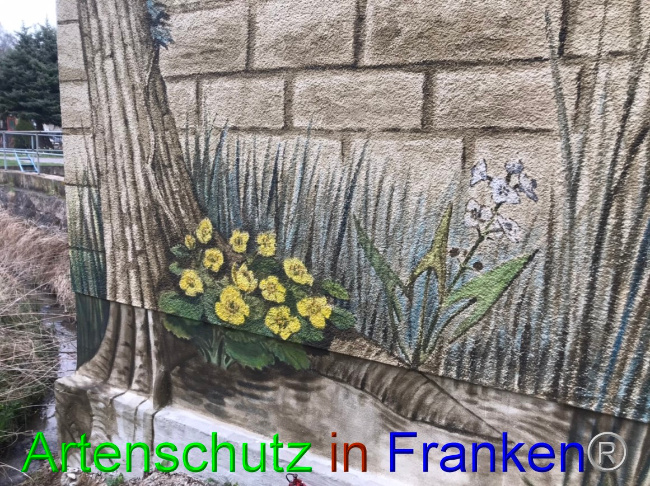 © Artenschutz in Franken® Bild zum Eintrag (1067171-160)