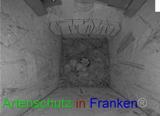 © Artenschutz in Franken® Bild zum Eintrag (1067192-160)