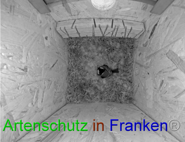 © Artenschutz in Franken® Bild zum Eintrag (1067194-160)