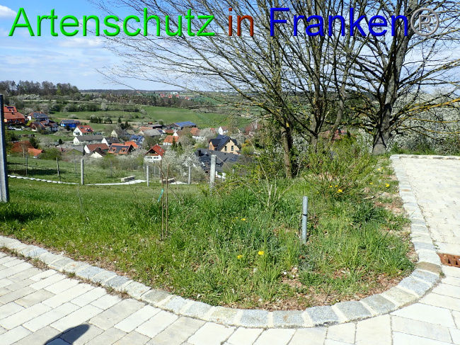 © Artenschutz in Franken® Bild zum Eintrag (1067278-160)