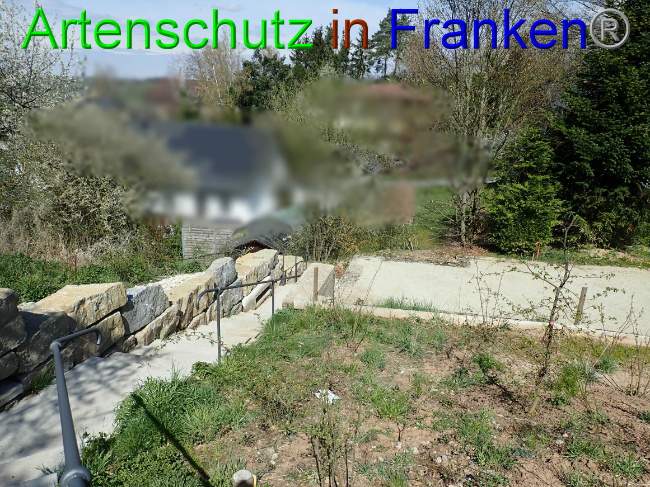 © Artenschutz in Franken® Bild zum Eintrag (1067279-160)