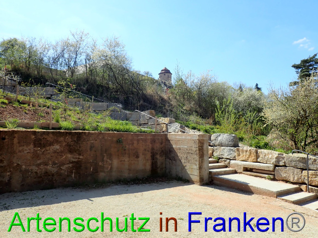 © Artenschutz in Franken® Bild zum Eintrag (1067280-160)