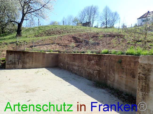 © Artenschutz in Franken® Bild zum Eintrag (1067283-160)