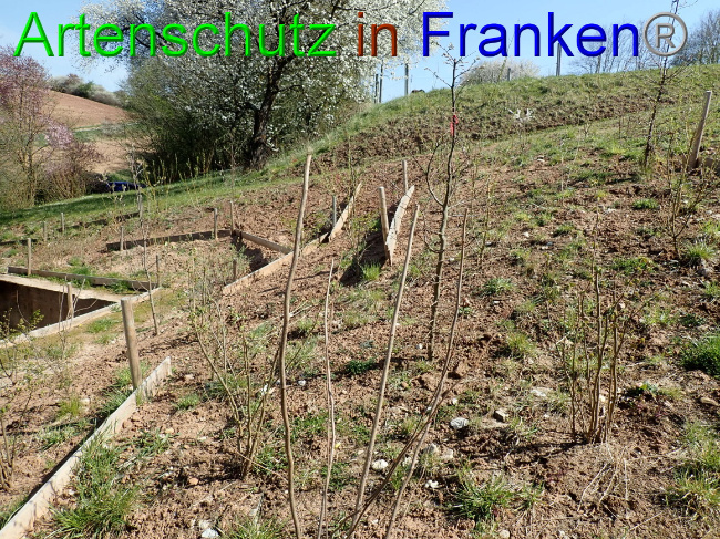 © Artenschutz in Franken® Bild zum Eintrag (1067289-160)