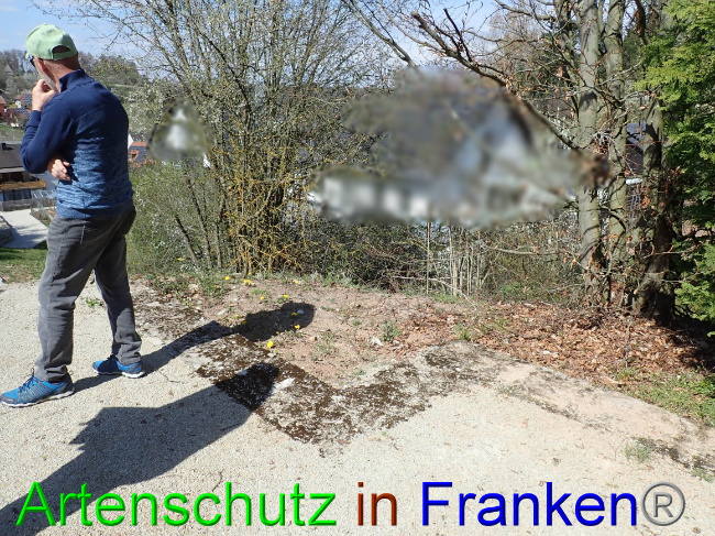 © Artenschutz in Franken® Bild zum Eintrag (1067290-160)