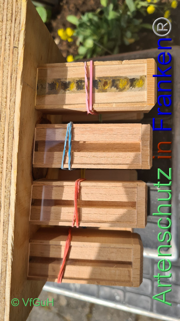 © Artenschutz in Franken® / Sonfeld Bild zum Eintrag (1067450-160)