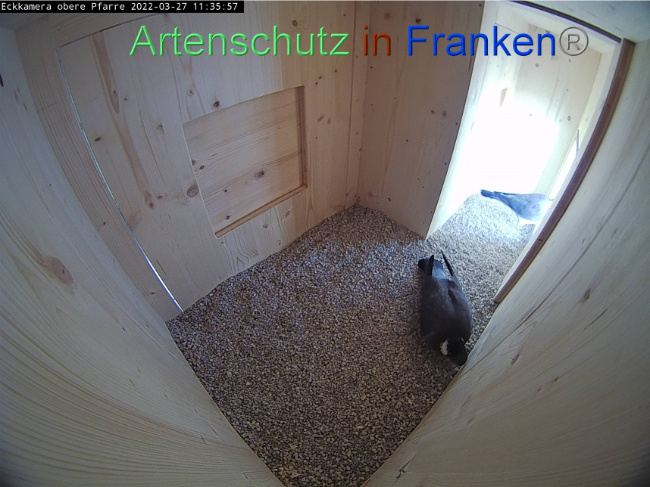 © Artenschutz in Franken® Bild zum Eintrag (1067516-160)
