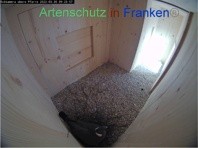© Artenschutz in Franken® Bild zum Eintrag (1067517-160)