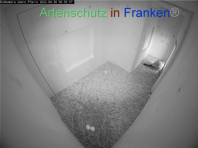 © Artenschutz in Franken® Bild zum Eintrag (1067539-160)