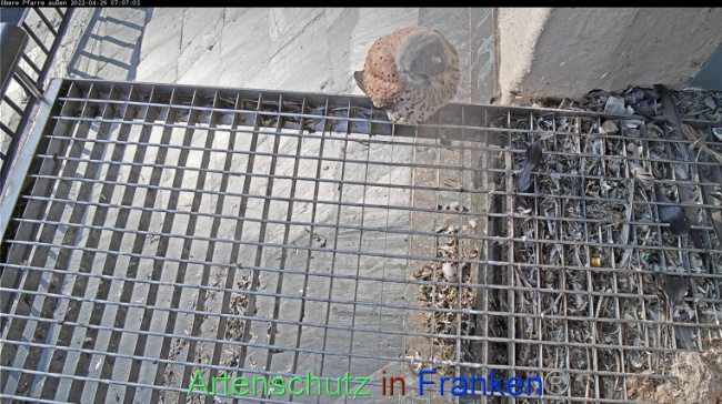 © Artenschutz in Franken® Bild zum Eintrag (1067543-160)