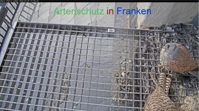 © Artenschutz in Franken® Bild zum Eintrag (1067544-160)