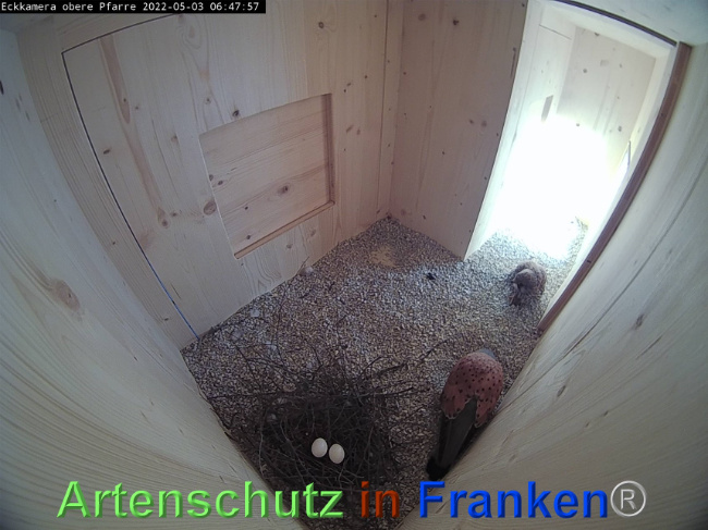 © Artenschutz in Franken® / Webcam Bild zum Eintrag (1067683-160)