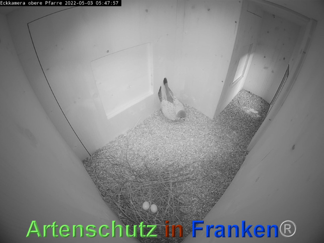 © Artenschutz in Franken® / Webcam Bild zum Eintrag (1067684-160)