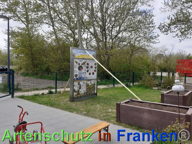 © Artenschutz in Franken® Bild zum Eintrag (1067705-160)