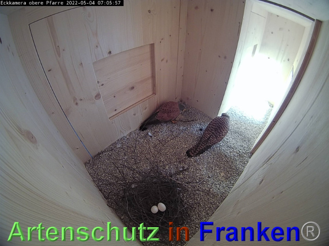 © Artenschutz in Franken® / Webcam Bild zum Eintrag (1067883-160)