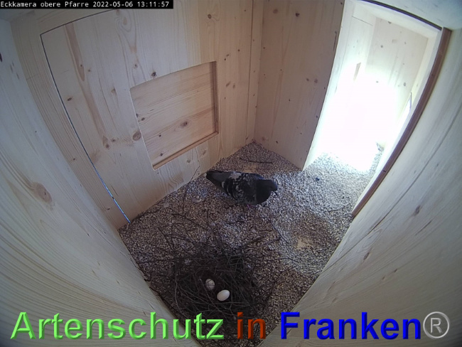 © Artenschutz in Franken® / Webcam Bild zum Eintrag (1067885-160)