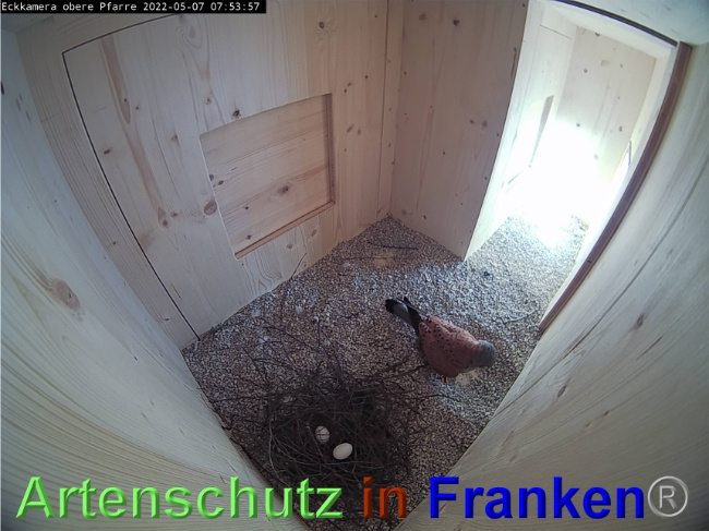 © Artenschutz in Franken® / Webcam Bild zum Eintrag (1067886-160)