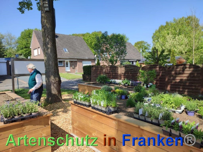 © Artenschutz in Franken® / Sonfeld Bild zum Eintrag (1068047-160)