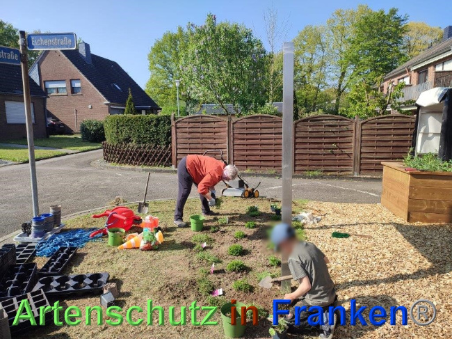 © Artenschutz in Franken® / Sonfeld Bild zum Eintrag (1068051-160)