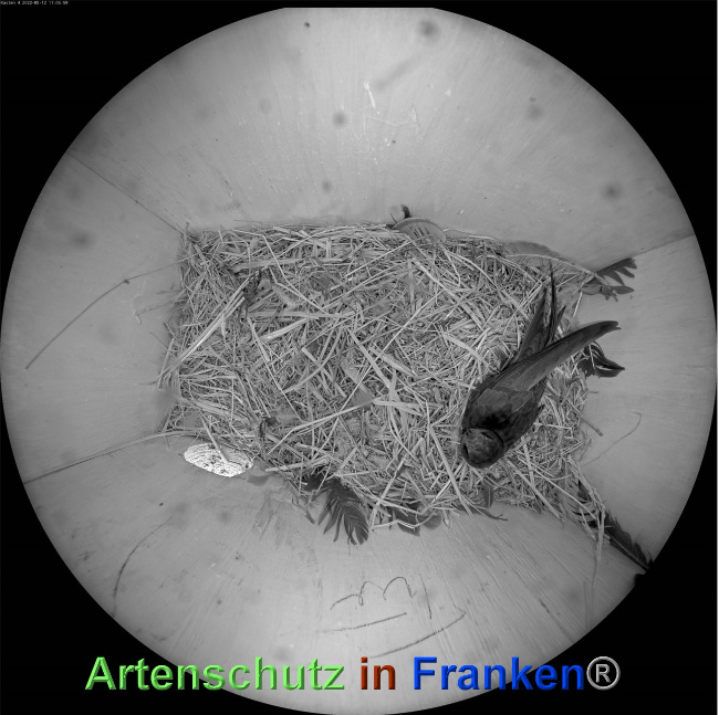 © Artenschutz in Franken® Bild zum Eintrag (1068115-160)