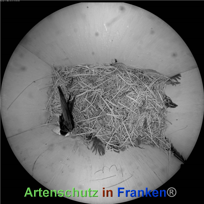 © Artenschutz in Franken® Bild zum Eintrag (1068116-160)