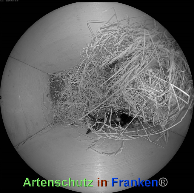 © Artenschutz in Franken® Bild zum Eintrag (1068117-160)