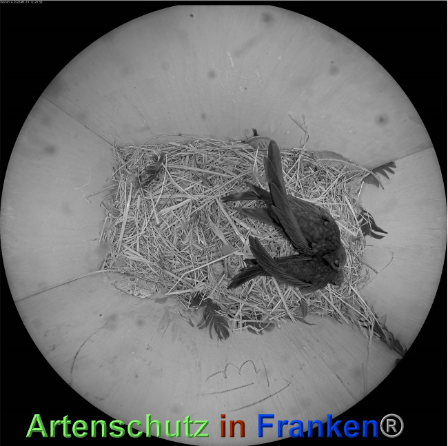 © Artenschutz in Franken® Bild zum Eintrag (1068124-160)