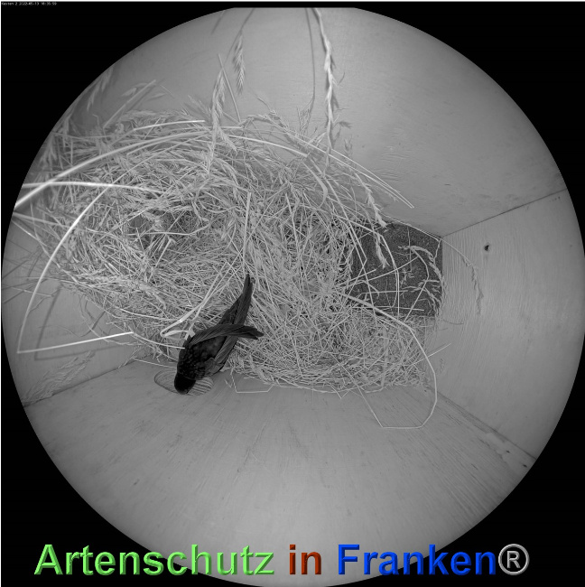 © Artenschutz in Franken® Bild zum Eintrag (1068143-160)