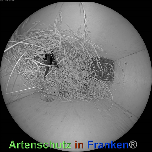 © Artenschutz in Franken® Bild zum Eintrag (1068144-160)