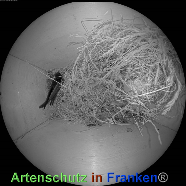 © Artenschutz in Franken® Bild zum Eintrag (1068145-160)