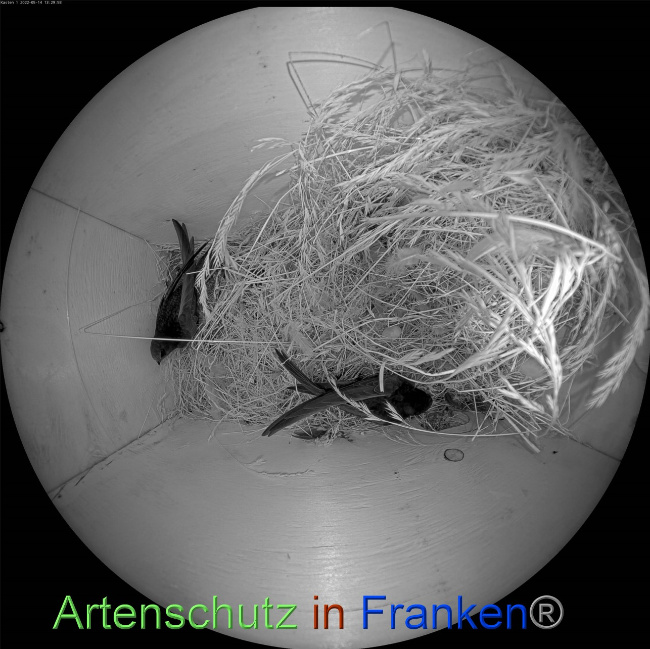 © Artenschutz in Franken® Bild zum Eintrag (1068248-160)