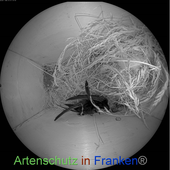 © Artenschutz in Franken® Bild zum Eintrag (1068249-160)
