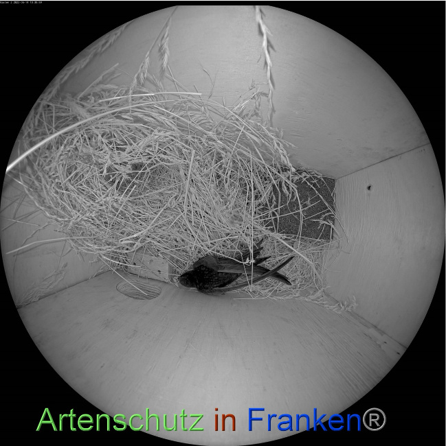 © Artenschutz in Franken® Bild zum Eintrag (1068250-160)