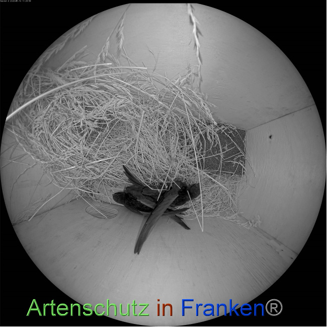 © Artenschutz in Franken® Bild zum Eintrag (1068252-160)