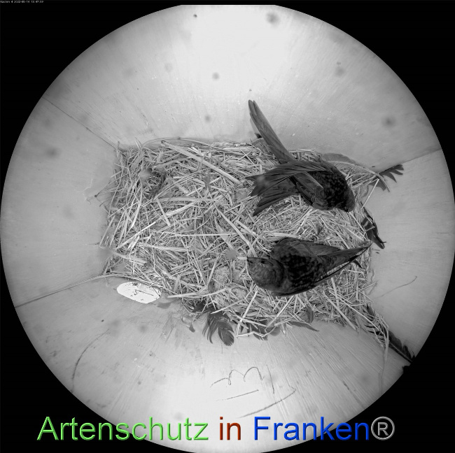 © Artenschutz in Franken® Bild zum Eintrag (1068253-160)