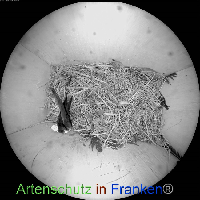 © Artenschutz in Franken® Bild zum Eintrag (1068255-160)