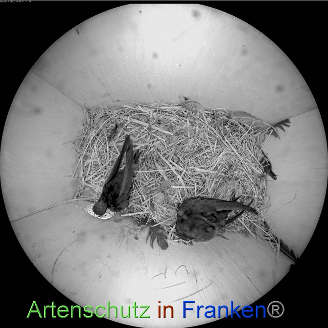 © Artenschutz in Franken® Bild zum Eintrag (1068256-160)