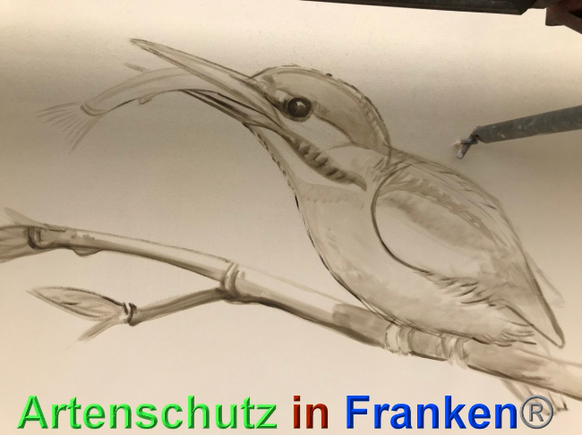 © Artenschutz in Franken® Bild zum Eintrag (1068553-160)