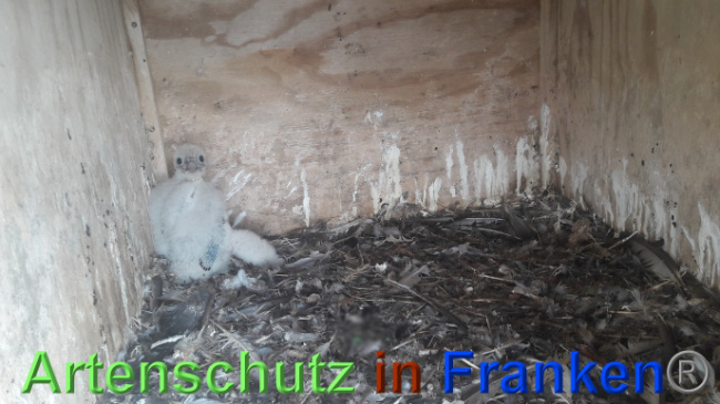 © Artenschutz in Franken® / Brehm Bild zum Eintrag (1068572-160)