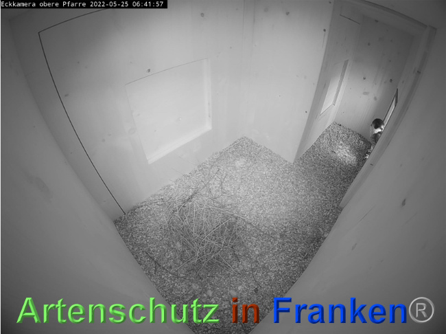 © Artenschutz in Franken® Bild zum Eintrag (1068714-160)