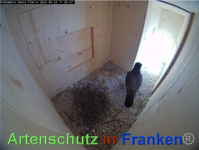 © Artenschutz in Franken® Bild zum Eintrag (1068715-160)